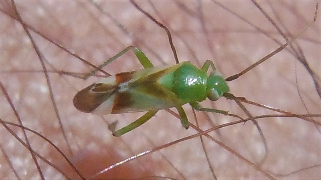 Tuponia mixticolor? - Miridae: Megalodactylus macularubra